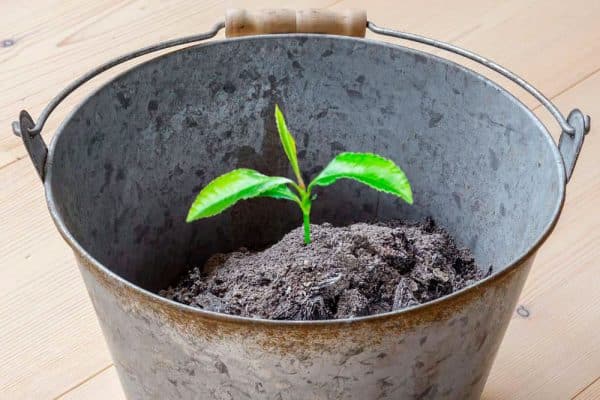 Como utilizar la ceniza de los pellets como abono para las plantas